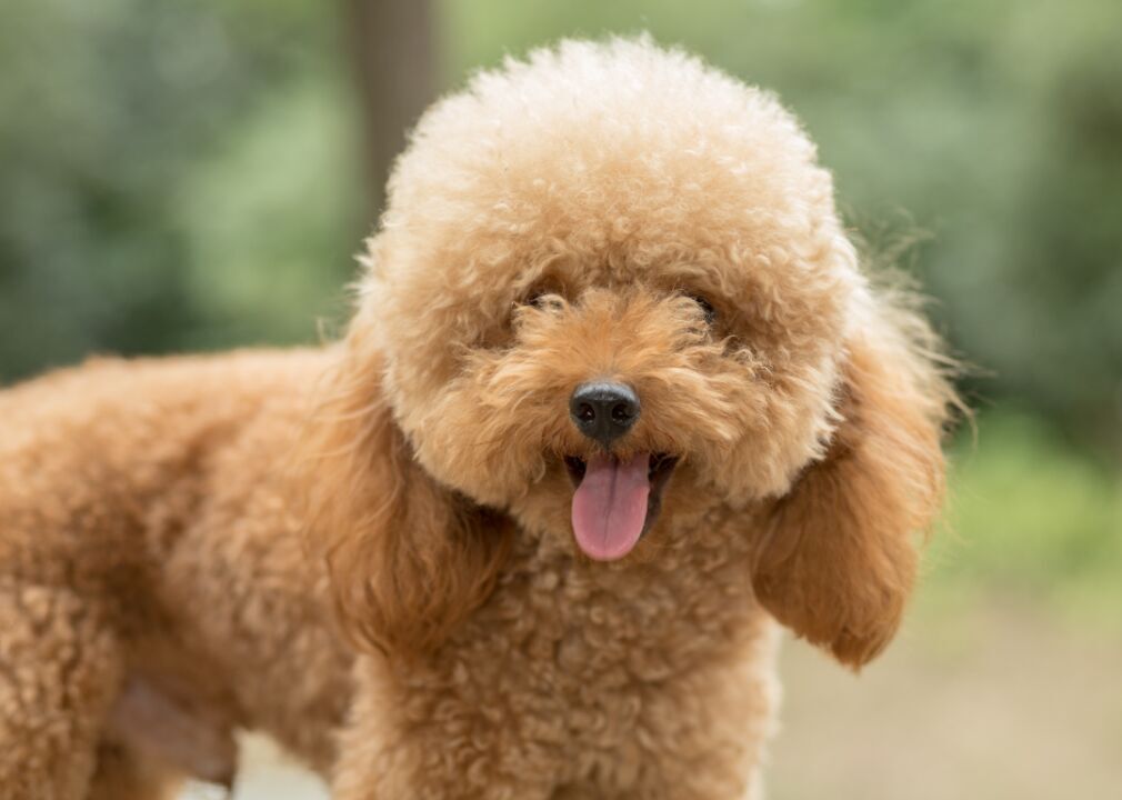 Poodle (toy)